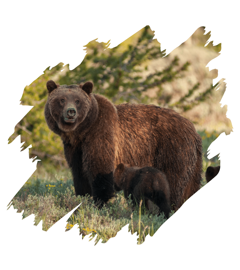 Braunbär steht auf einer Wiese, während ein Jungtier in der Nähe ist.