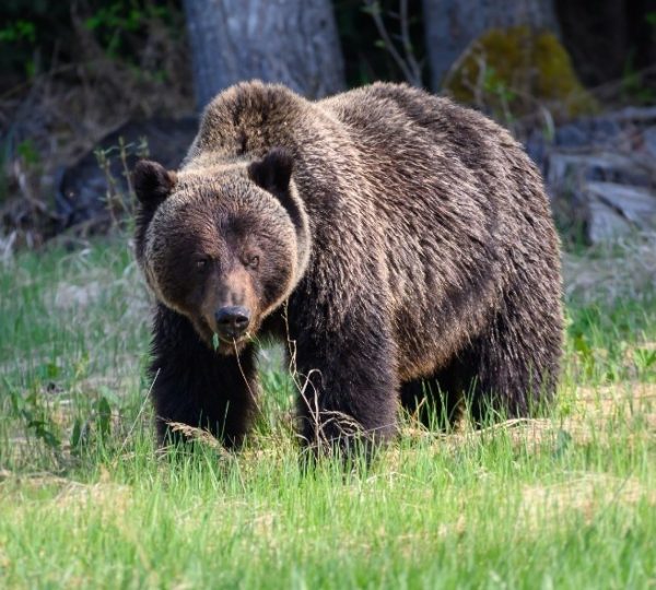 Ein Braunbär steht auf einer Wiese mit grünem Gras und schaut in die Kamera.