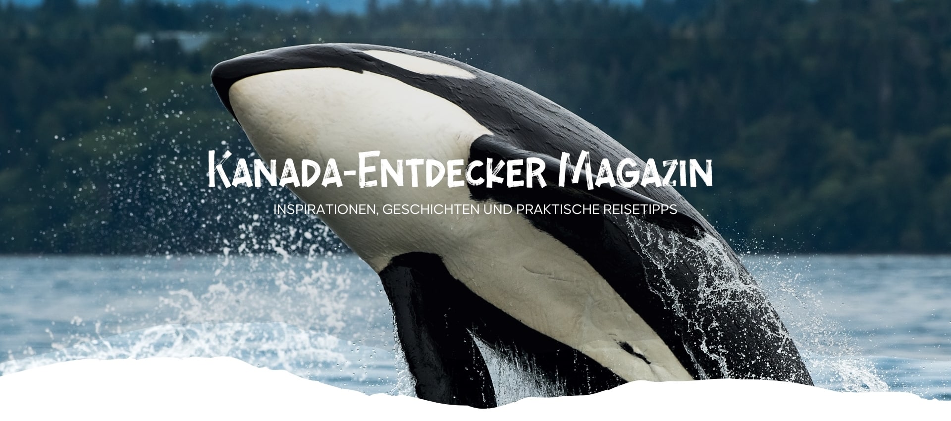 Ein Orca springt aus dem Wasser, mit Wasserfontänen um ihn herum.