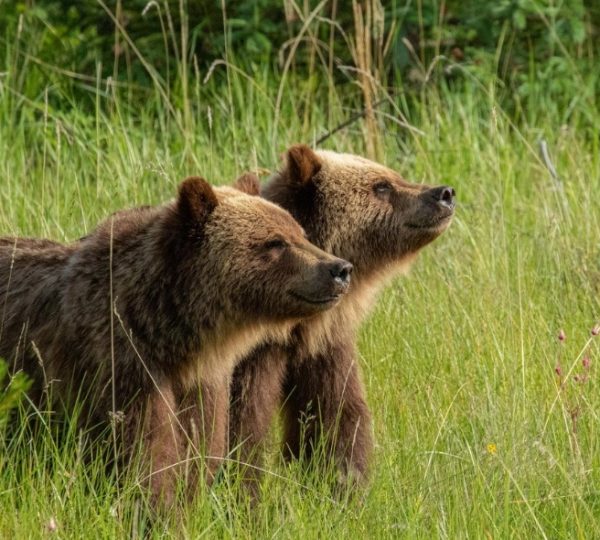 Zwei Grizzlybären stehen nebeneinander in einer grünen Wiese mit hohem Gras.