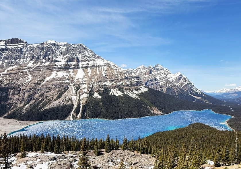Blick auf den Peyto Lake in den kanadischen Rocky Mountains mit schneebedeckten Bergen im Hintergrund.