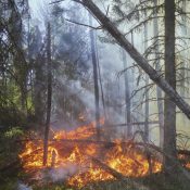 Flammen und Rauch während eines Waldbrandes in einem kanadischen Waldgebiet.