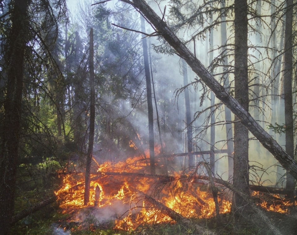 Flammen und Rauch während eines Waldbrandes in einem kanadischen Waldgebiet.