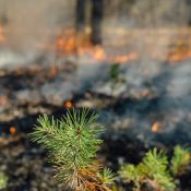 Nahaufnahme eines grünen Nadelbaums vor einem Waldbrand mit Rauch und Flammen im Hintergrund.
