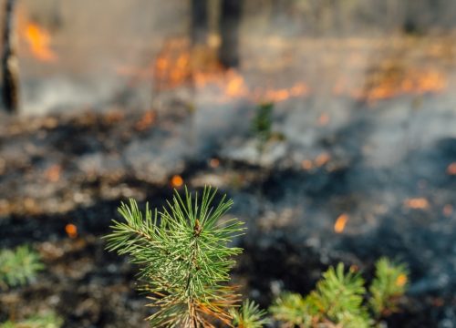Aktueller Brandherd: Vancouver Island – August 2025