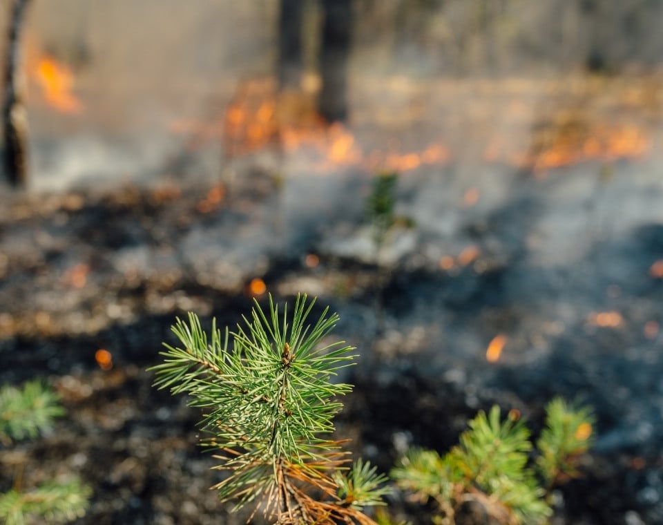Nahaufnahme eines grünen Nadelbaums vor einem Waldbrand mit Rauch und Flammen im Hintergrund.