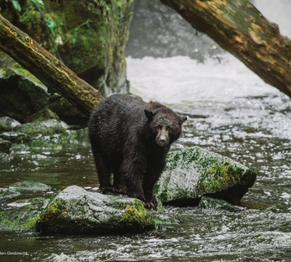 Ein schwarzer Bär steht auf einem Felsen in einem Gewässer zwischen Bäumen.