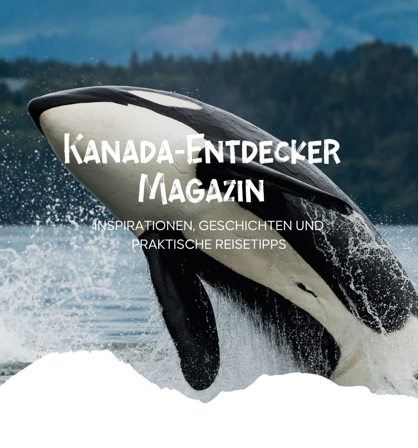 Ein Orca springt aus dem Wasser mit einem klaren Hintergrund von Bergen und Himmel.