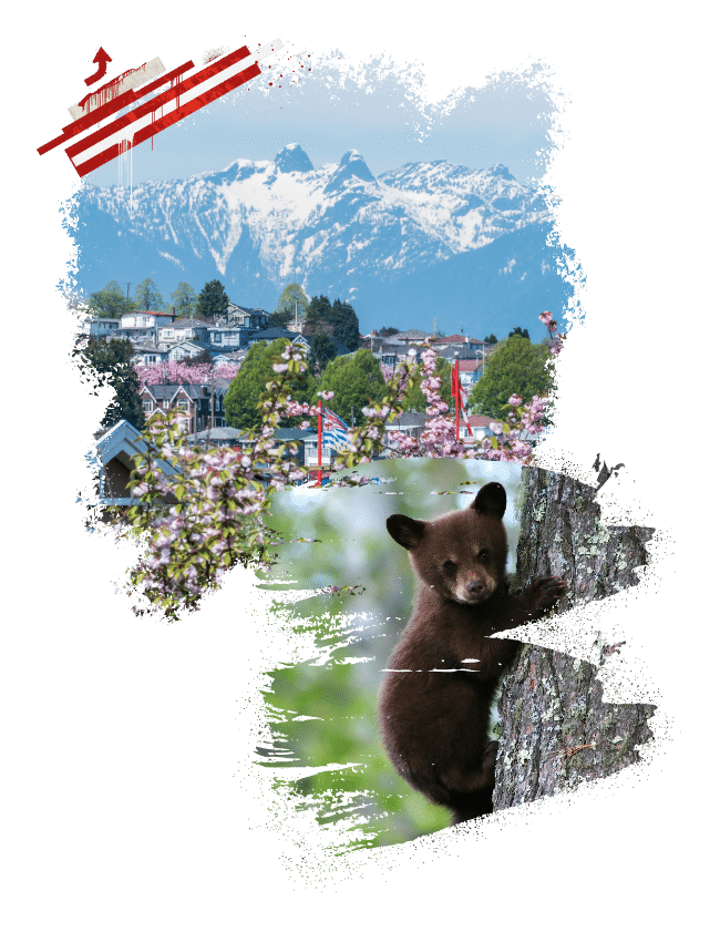Junger brauner Bär, der an einem Baumstamm hochklettert, vor einer Berglandschaft.