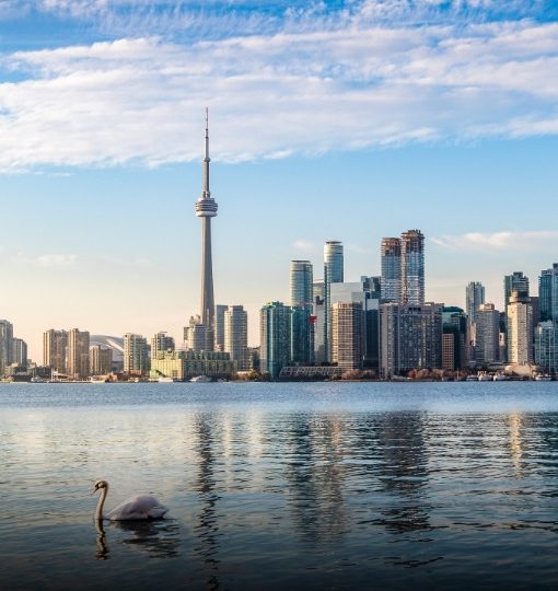 Toronto Skyline mit CN Tower im Hintergrund und einem Schwan im Vordergrund auf dem Wasser.