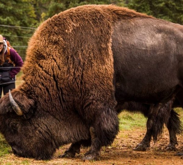 Ein amerikanischer Bison steht auf dem Boden, während eine Frau und ein Kind zuschauen. Kanada-Rundreise