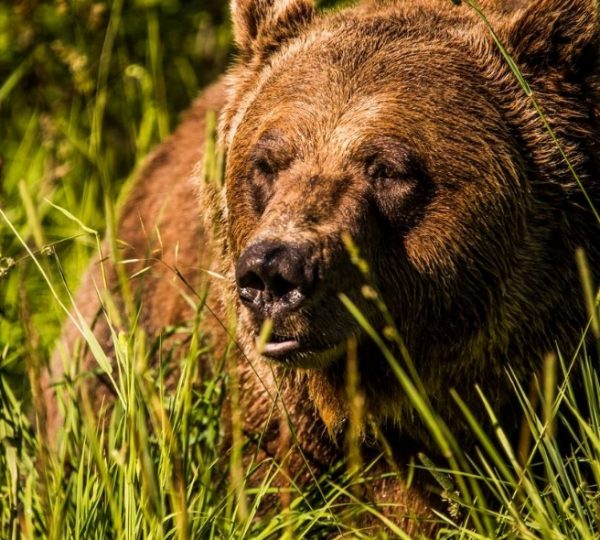 Braunbär, der im hohen Gras sitzt und die Augen geschlossen hat. Kanada-Rundreise