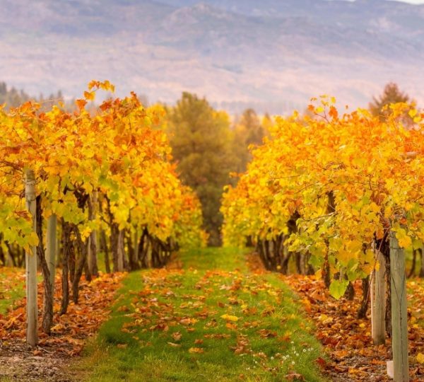 Weinreben mit orangefarbenen und gelben Blättern in einem Weinberg während des Herbstes. Kanada-Rundreise