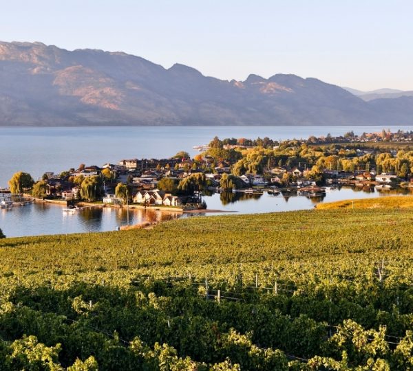 Weinberge mit Blick auf einen See und eine kleine Stadt in Westkanada bei Sonnenuntergang.