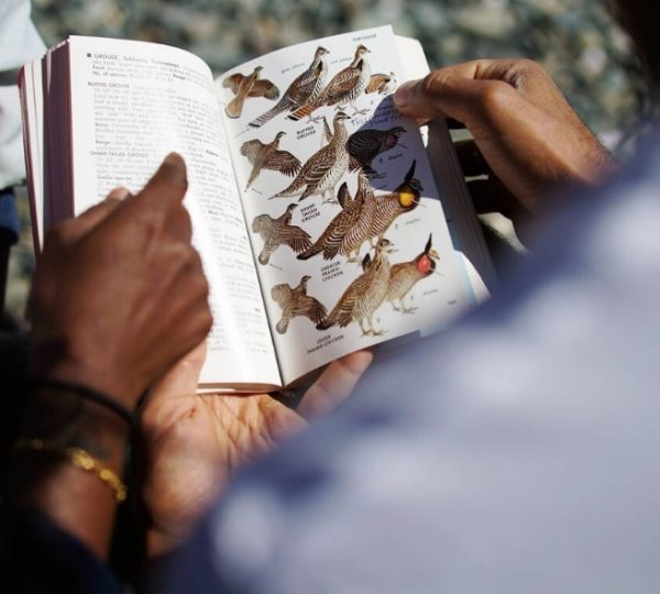 Person blättert durch ein Vogelbestimmungsbuch mit farbigen Illustrationen von Vögeln. Kanada-Rundreise