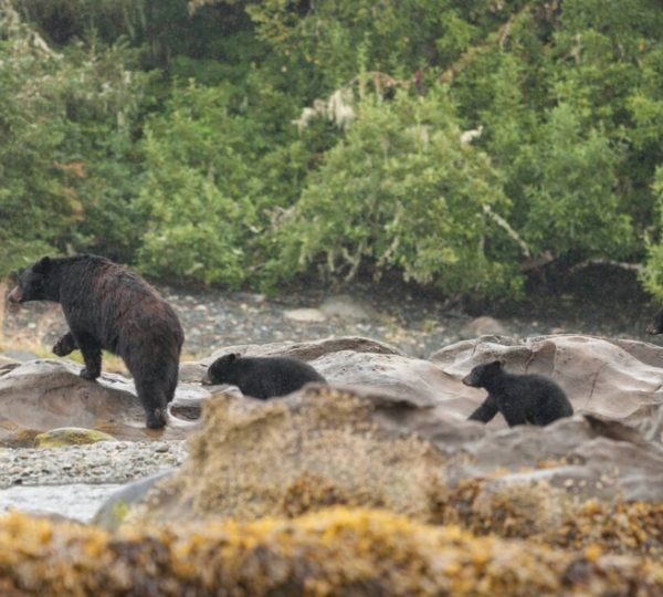 Eine Gruppe von schwarzen Bären, darunter ein ausgewachsener Bär und drei Jungtiere, die über Felsen in einer natürlichen Umgebung gehen. Kanada-Rundreise