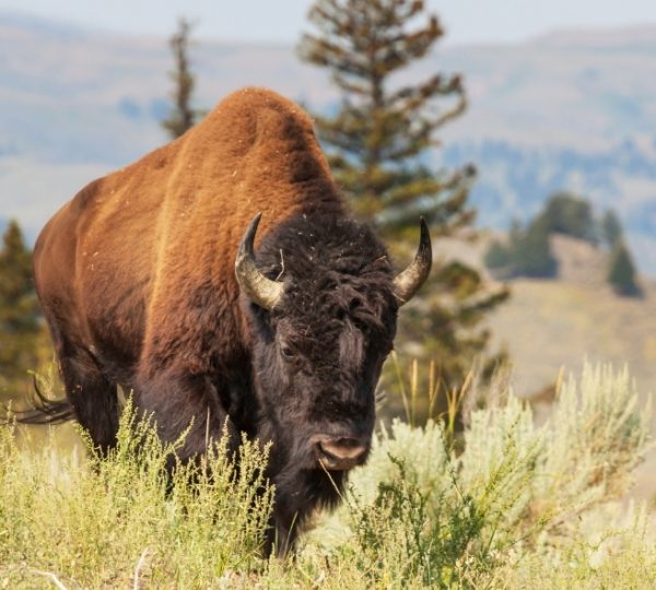 Ein Bison, das durch die Vegetation in der Wildnis von Montana geht. Kanada-Rundreise