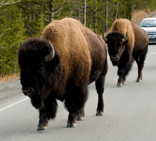 Zwei Bison, die auf einer Straße in Yellowstone Nationalpark gehen, mit Autos im Hintergrund. Kanada-Rundreise