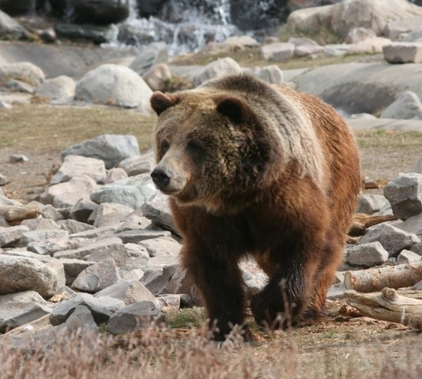 Ein Braunbär, der über einen felsigen Untergrund in der Natur läuft. Kanada-Rundreise