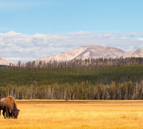Ein Bison grast in einer offenen Fläche im Yellowstone Nationalpark mit Bergen im Hintergrund. Kanada-Rundreise
