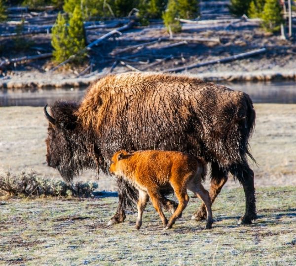 Ein Bison mit einem Kalb, das ihm folgt, im Yellowstone Nationalpark. Kanada-Rundreise