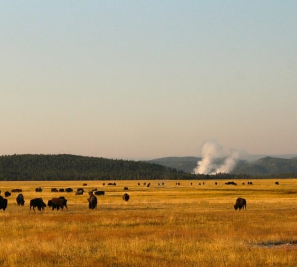Bisonherde auf einer Wiese im Yellowstone Nationalpark mit dampfenden Quellen im Hintergrund. Kanada-Rundreise