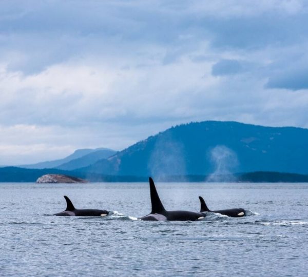 Drei Orcas schwimmen in ruhigem Wasser mit Bergen im Hintergrund. Kanada-Rundreise