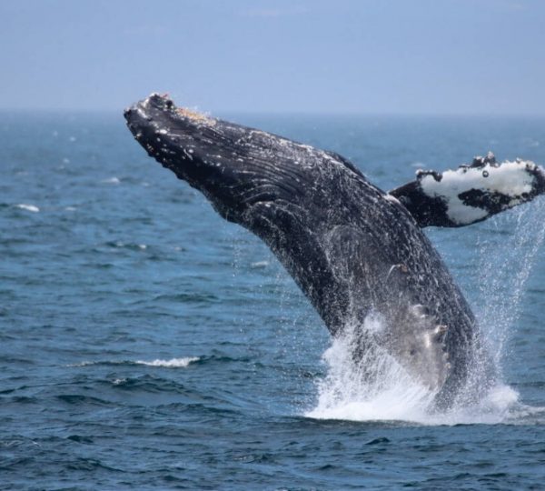 Ein Buckelwal springt aus dem Wasser und erzeugt Spritzwasser in der Luft. Kanada-Rundreise