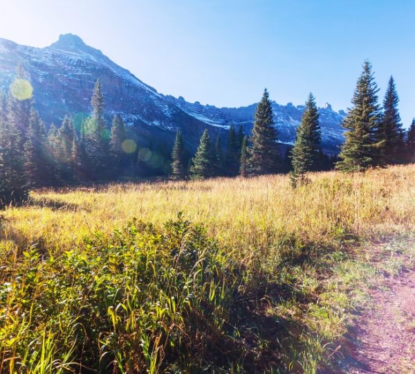 Berglandschaft mit Nadelbäumen und einer Wiese im Vordergrund unter klarem Himmel. Kanada-Rundreise