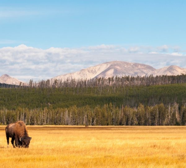 Ein Bison grast auf einer offenen Wiese mit Bergen im Hintergrund. Kanada-Rundreise