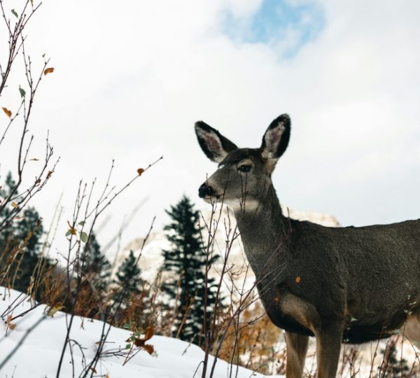 Ein Reh steht in einer schneebedeckten Landschaft zwischen Sträuchern und Bäumen. Kanada-Rundreise