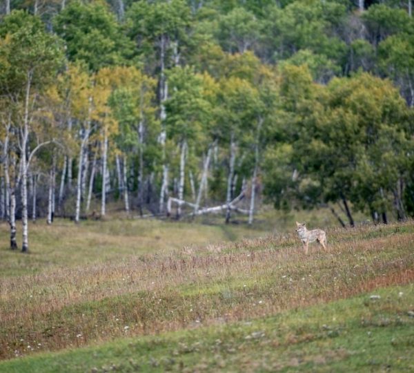 Ein Wolf steht auf einer Wiese in einer bewaldeten Umgebung mit grünen Bäumen im Hintergrund. Kanada-Rundreise