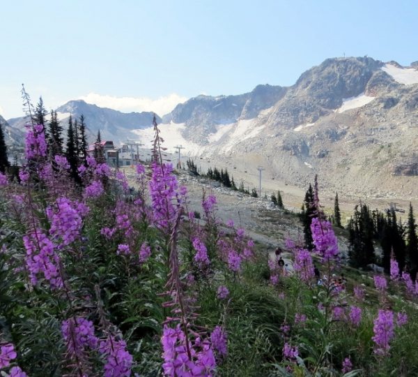 Lila Blumen in einer Berglandschaft mit schneebedeckten Gipfeln im Hintergrund. Kanada-Rundreise