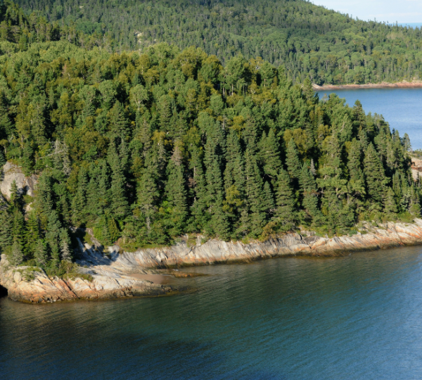 Grüne Küstenlandschaft mit Bäumen und klarem Wasser in Tadoussac, Ostkanada. Kanada-Rundreise
