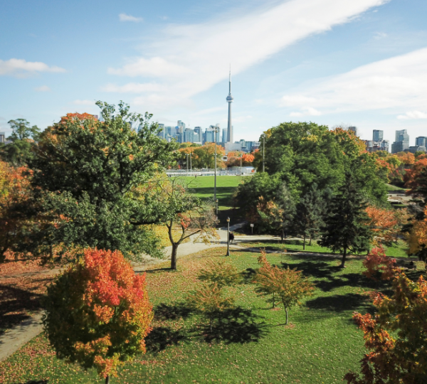 Herbstliche Parklandschaft in Toronto mit bunten Bäumen und dem CN Tower im Hintergrund. Ostkanada Rundreise.