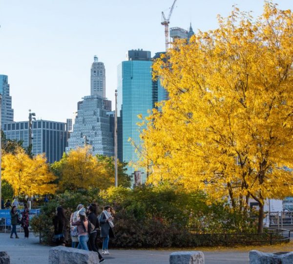 Herbstliche Stadtansicht mit gelben Bäumen und modernen Wolkenkratzern im Hintergrund. Kanada-Rundreise