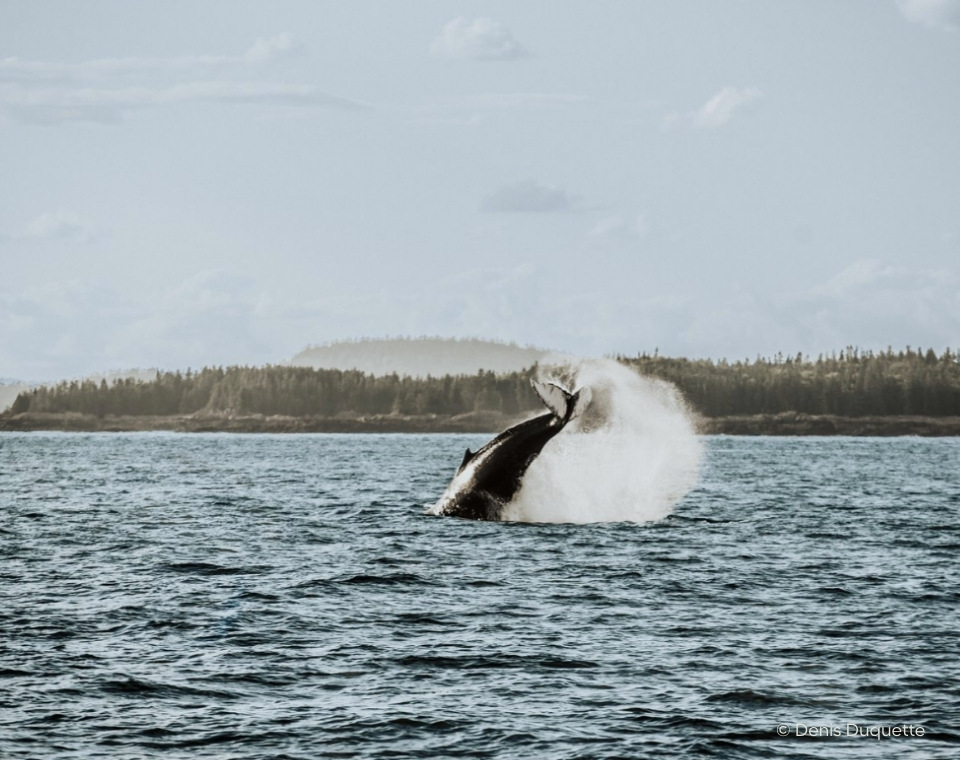 Ein Wal springt aus dem Wasser und erzeugt Spritzwasser in der Bucht von New Brunswick, Kanada. New Brunswick