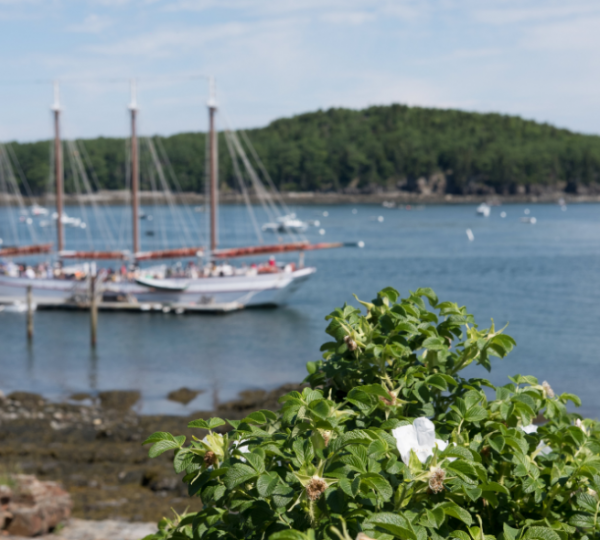 Bar Harbor Hafenansicht mit Segelschiffen vor einer ruhigen Meeresbucht, grüne Sträucher im Vordergrund, Nähe zu Acadia National Park, Maine Kanada-Rundreise