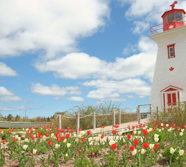 Weißer Leuchtturm auf Prince Edward Island mit roter Tür, rotem Dach, umgeben von Tulpenfeld, klarer blauer Himmel und Küstenlandschaft Kanadas. Kanada-Rundreise