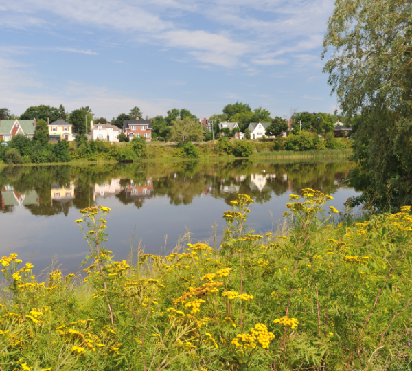 Gelbe Blumen im Vordergrund am Ufer eines ruhigen Flusses; im Hintergrund spiegeln sich bunte Häuserzeile und grüne Bäume, eine typisch maritim-schöne Landschaft der Atlantikprovinzen Kanadas wie in der Umgebung von Halifax und Cape Breton. Kanada-Rundreis