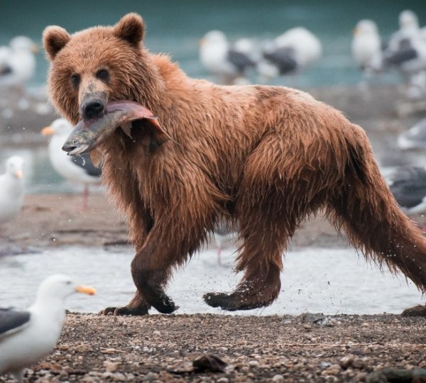 Brauner, nasser Bär hält Fisch im Maul am Strand, umgeben von Möwen, Szene an Bord der Alaska-Kreuzfahrt auf der NCL Encore Kanada-Rundreise