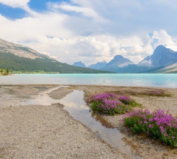 Türkisblauer Bow Lake in Banff, umgeben von Bergen; am Ufer blühen violette Blumen, während Wolken über dem See ziehen. Kanada-Rundreise