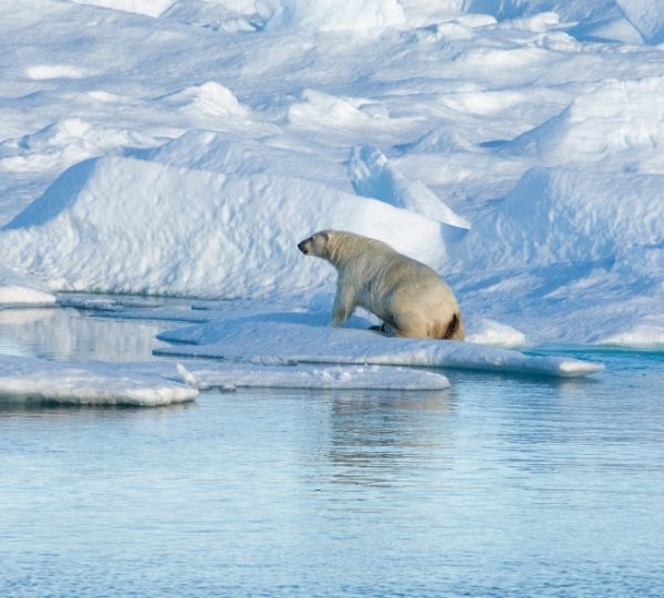Polarbär auf schneeweißer Eisfläche vor blauer Wasseroberfläche in der kanadischen Arktis, ergänzt durch eindrucksvolle Eisberge; verknüpft mit Scenic Eclipse Reise Kanada-Rundreise
