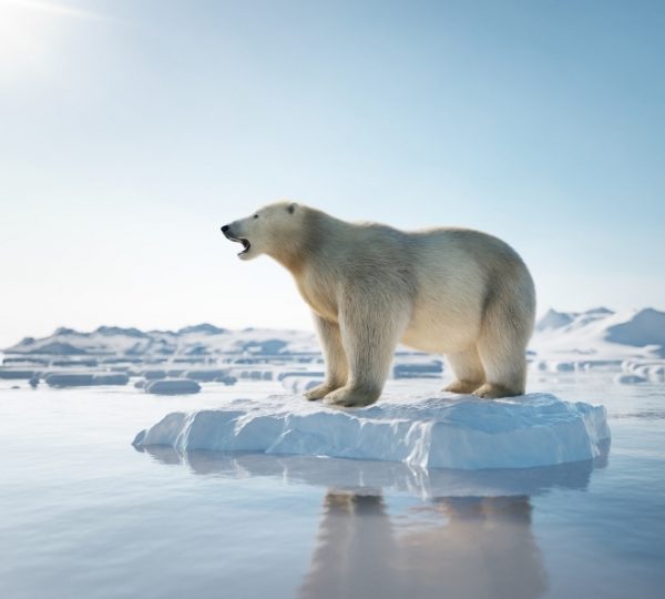 Arktischer Eisbär auf einer Eisfläche vor einer weiten Schneelandschaft; Hudson Bay-Landschaft mit Digges Islands, aufgenommen während einer Scenic Eclipse Expedition – Weißer Bär im arktischen Umfeld Kanada-Rundreise