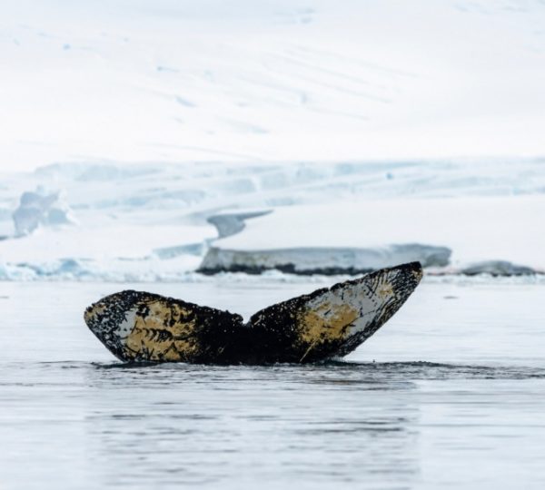 Eisige Hudson Bay Landschaft mit sichtbarer Walfluke, schwarzer und gelber Hautfleck, umrahmt von blauen Eisfeldern; Scenic Eclipse als Reisebezug Kanada-Rundreise