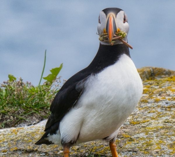 Puffin am felsigen Küstenabschnitt in Newfoundland, schwarz-weiße Brust, dunkler Rücken, auffälliger oranger Schnabel, grüne Küstenpflanzen im Hintergrund Kanada-Rundreise
