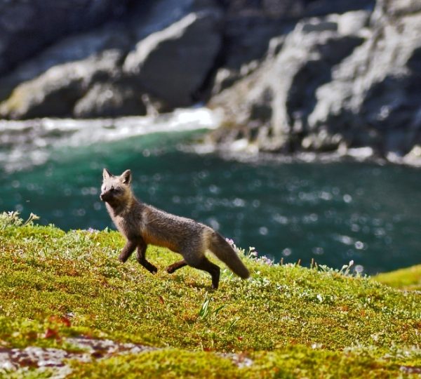 Kleiner braunfarbener Fuchs springt über grasbewachsenes Ufer entlang der Küste von Newfoundland, vor dunkler Felsenküste und blauem Meer Kanada-Rundreise