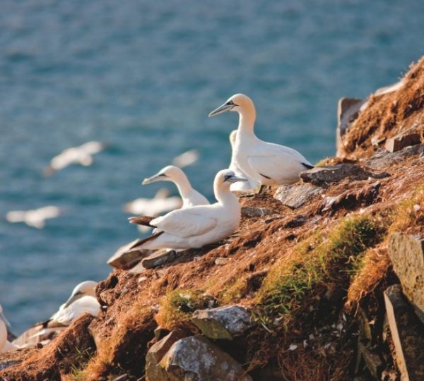Weiße Gänsevögel sitzen auf rauem felsigen Klippenabschnitt über dem Meer, vor horizonlosem Blau des Ozeans, typisch für Newfoundland-Küstenlandschaften Kanada-Rundreise