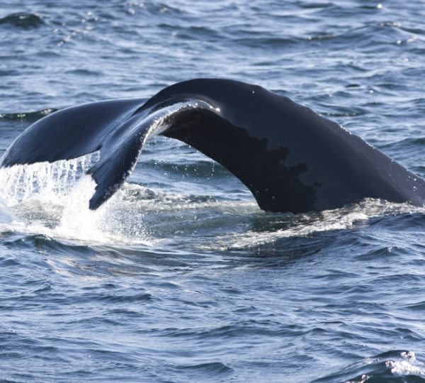 Walschwanz, dunkelblaues Meerwasser, große Fluke, Wellen brechen sanft, Cape Breton-Bezug, Halifax-Region, Prince Edward Island im Hintergrund Kanada-Rundreise
