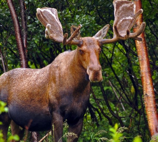 Moose im dichten Wald mit braunem Fell und großem Geweih vor grünem Hintergrund, nordamerikanische Tierwelt Kanada-Rundreise